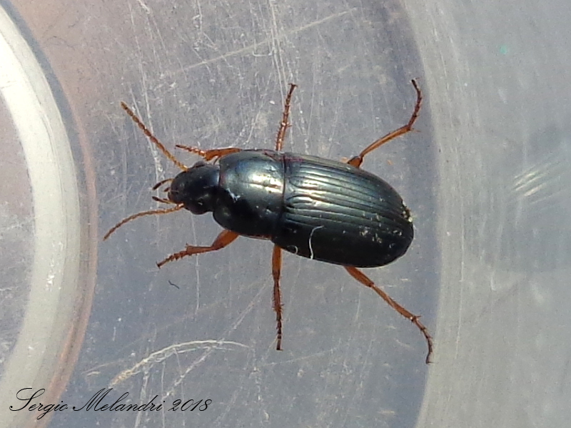 Carabidae: Amara lucida